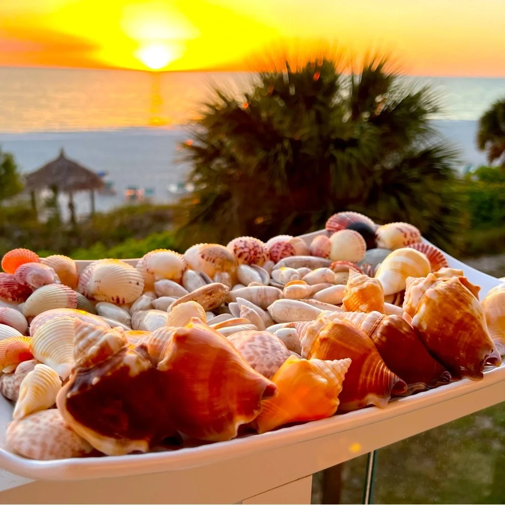 Beautiful bundle of shells